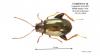 Longitarsus echii